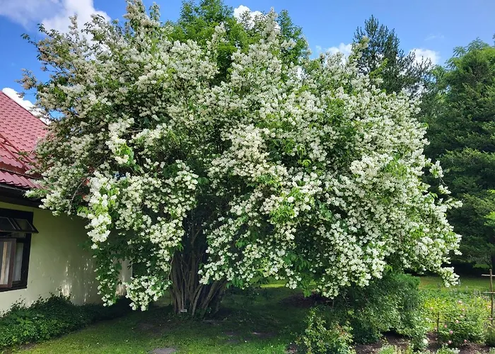 Sauleskalni